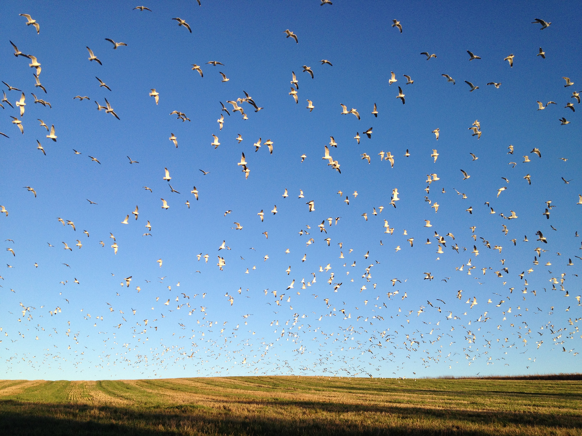 A color photograph of many white birds flying over a yellow field.