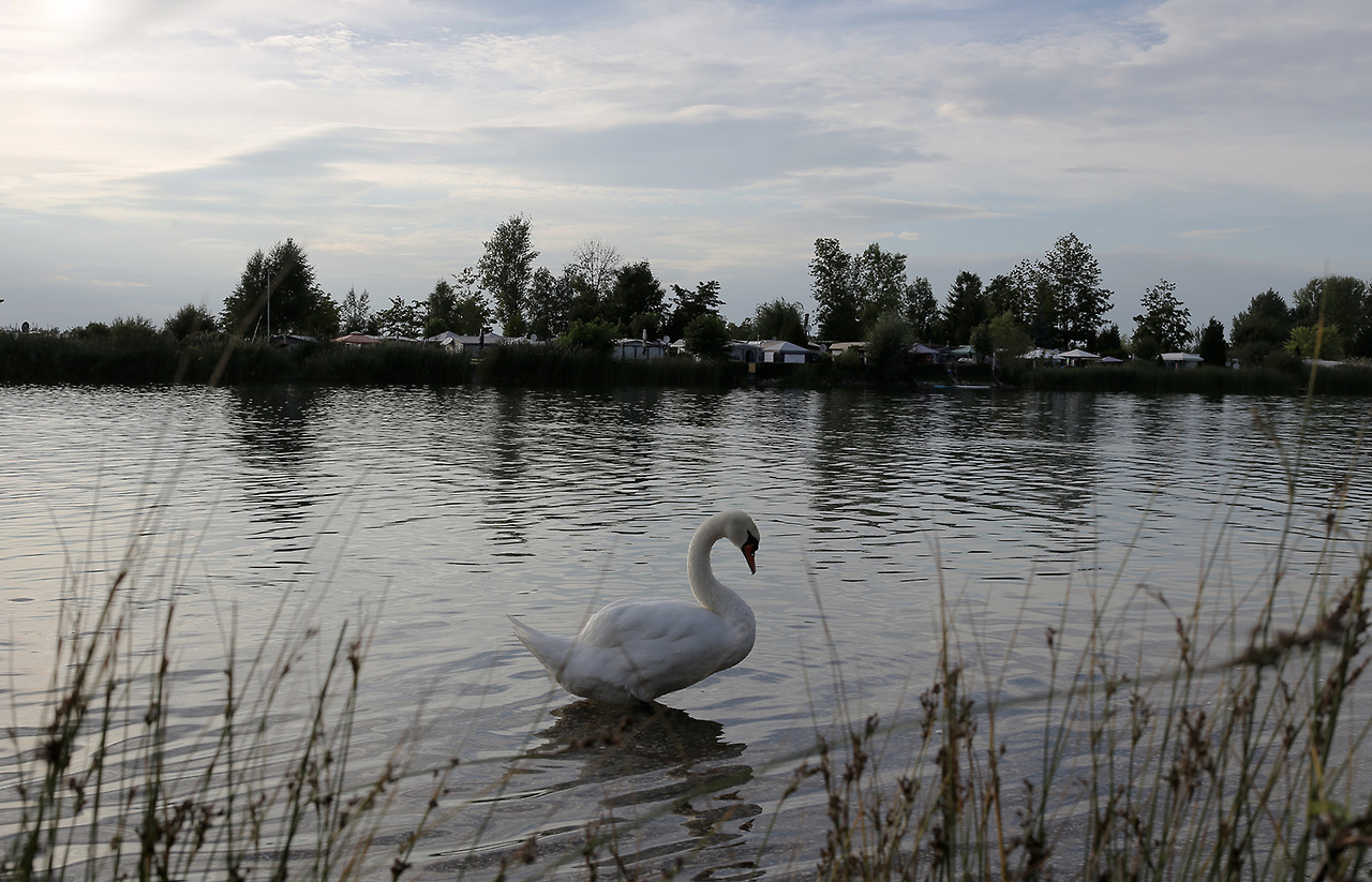 A desaturated photograph of a swan by a lakeside.