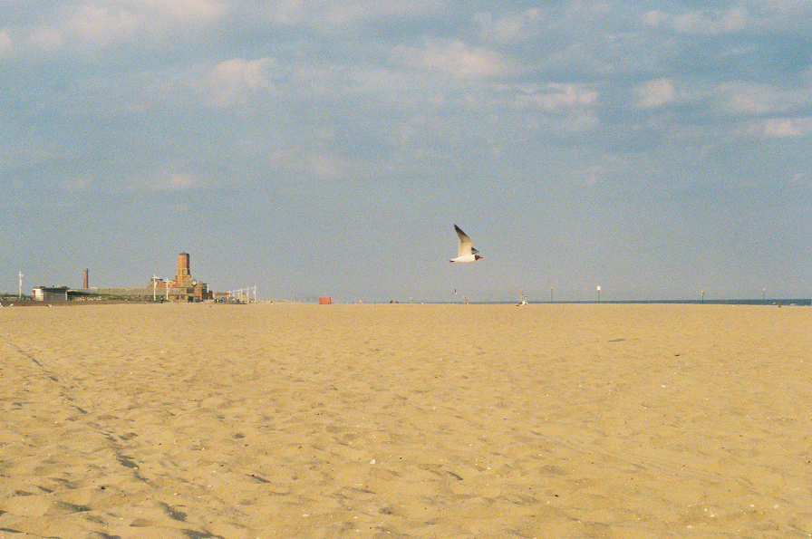 A color photograph of a seagull flying over the beach.